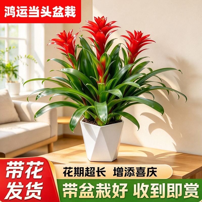 鸿运当头盆栽花卉凤梨花室内好养绿植植物客厅办公室喜庆年宵盆景