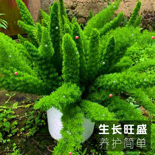 狐尾天门冬盆栽苗室内观赏绿植好养易活地栽观叶大植物四季常绿草