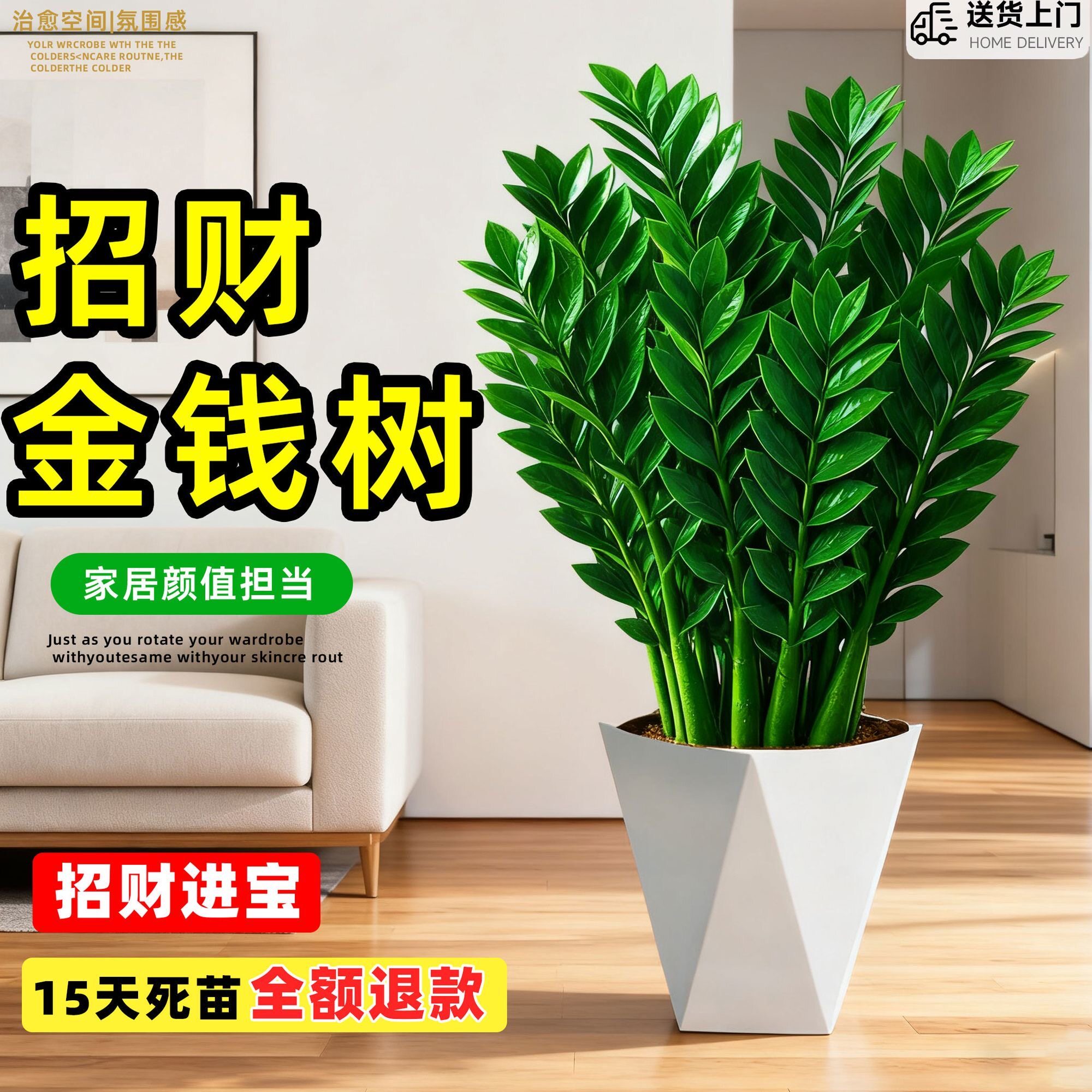 金钱树盆栽办公室内大型好养绿植客厅大花盆旺宅树物乔迁摇钱串子