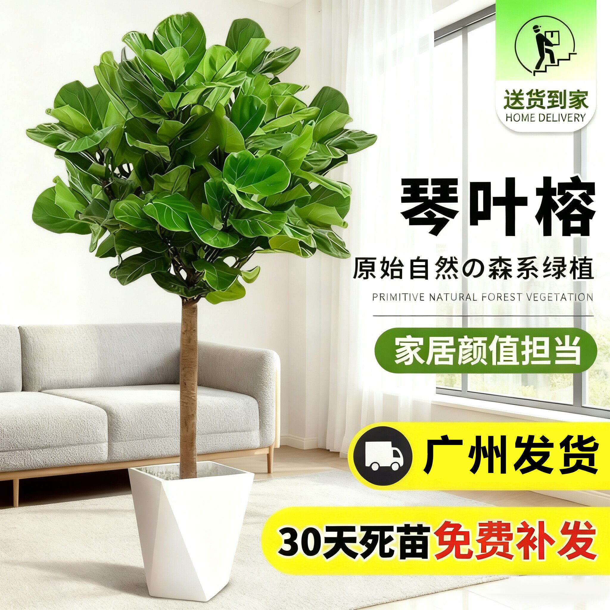 琴叶榕客厅绿植办公室内大型盆栽耐阴好养大叶橡皮树四季常青植物,鲜花速递/花卉仿真/绿植园艺,大型绿植/成品组合盆栽,淘宝优惠券,粉丝福利购,淘宝优惠卷