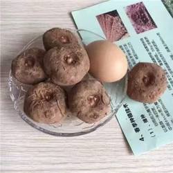 魔芋种子 云南富源魔芋种籽1斤装高产精品脱水消毒种球基地批发