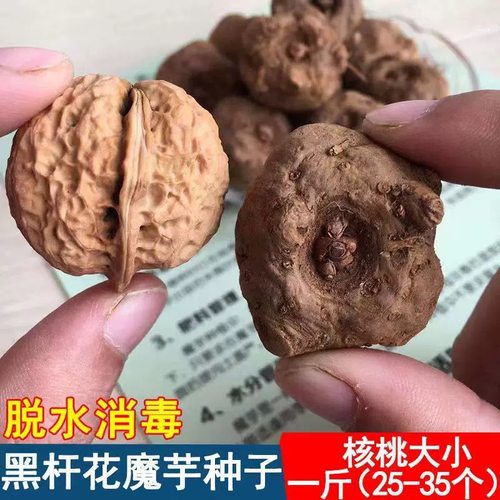 云南魔芋种子 高产魔芋种子 脱水消毒魔芋种籽 一代二代优质批发