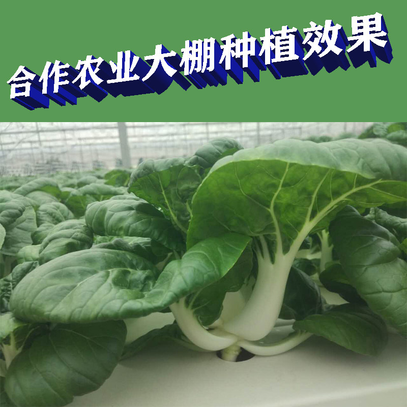 无土栽培水培果蔬叶菜草莓黄瓜西瓜养茄促进生长型营番液粉剂