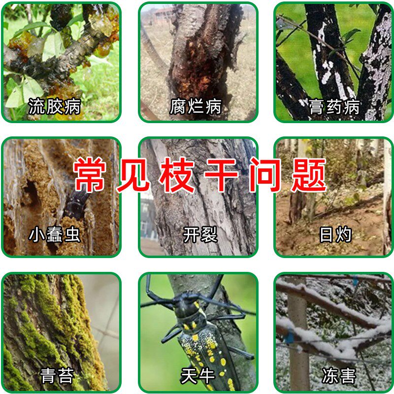 国生大树树干涂白剂抗寒防冻防菌杀虫刷树果树园林树木光石灰粉