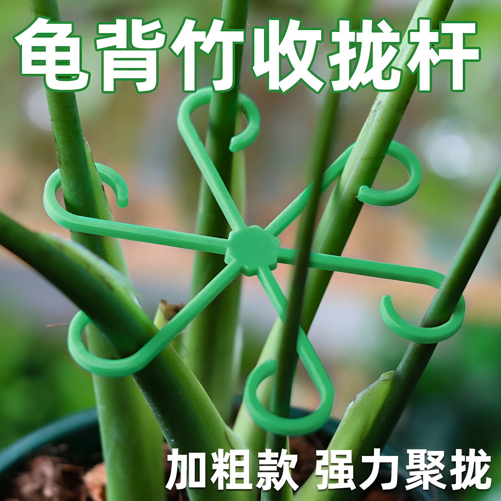 防倒伏枝干支撑固定器龟背竹