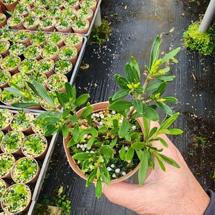 子叶雀舌,系华栀米花品种,多季开花,小型栀子花