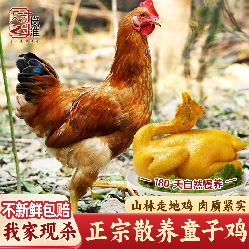 童子鸡土鸡安徽农家未打鸣仔公鸡走地鸡白切鸡新鲜现杀小公鸡整只