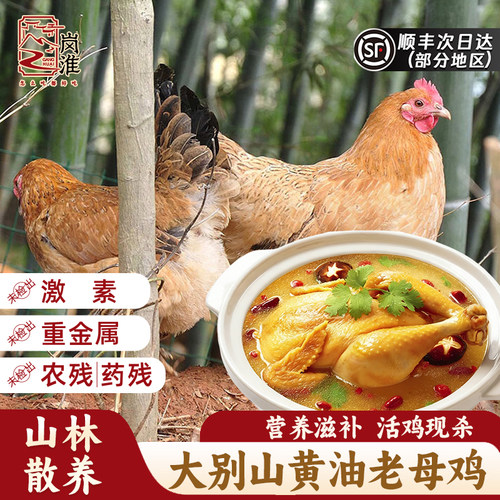 正宗大别山黄油老母鸡农家散养