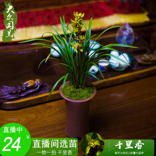 兰花盆栽植物名贵千里香花苗蕙兰兰花苗带花苞大众国兰场兰草花苗