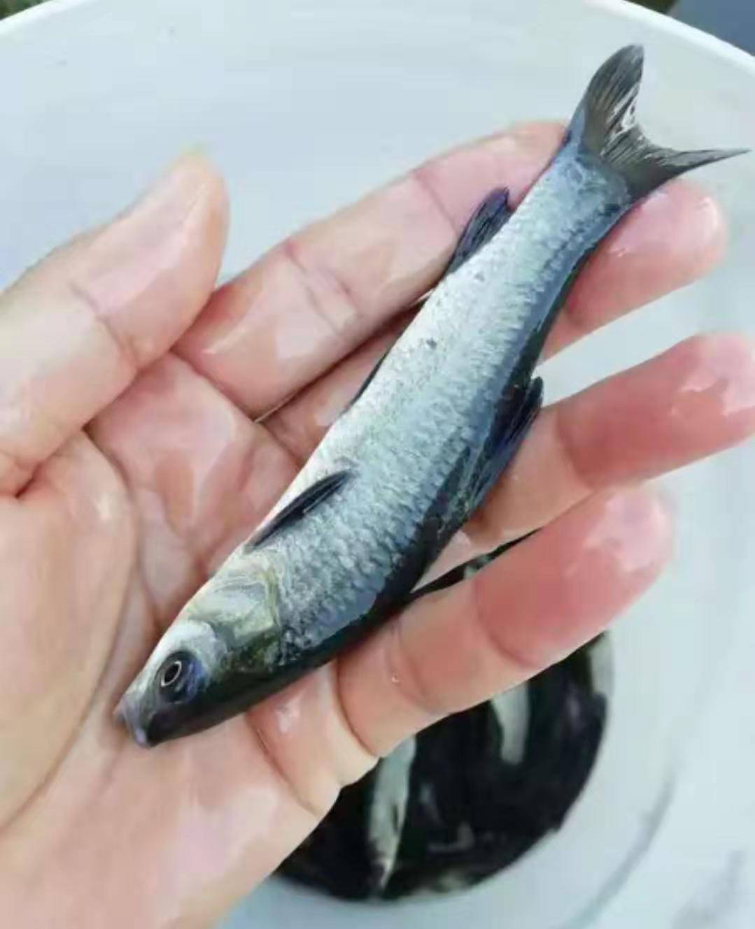 苗质青鱼苗 黑鲩鱼苗 螺丝青草优 螺丝混鱼苗 黑鱼鱼苗 淡水养殖