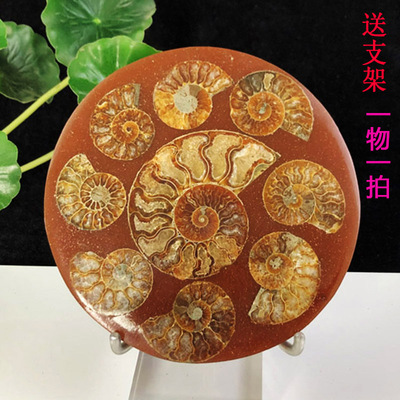 天然切片菊石玉化海螺盘奇化石观赏收藏礼品招财转运家居办公摆件