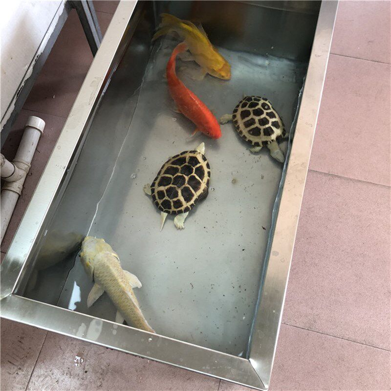 3阳4龟锈钢玻璃客厅0台家用大型鱼缸不缸加过滤器水箱金鱼锦鲤池