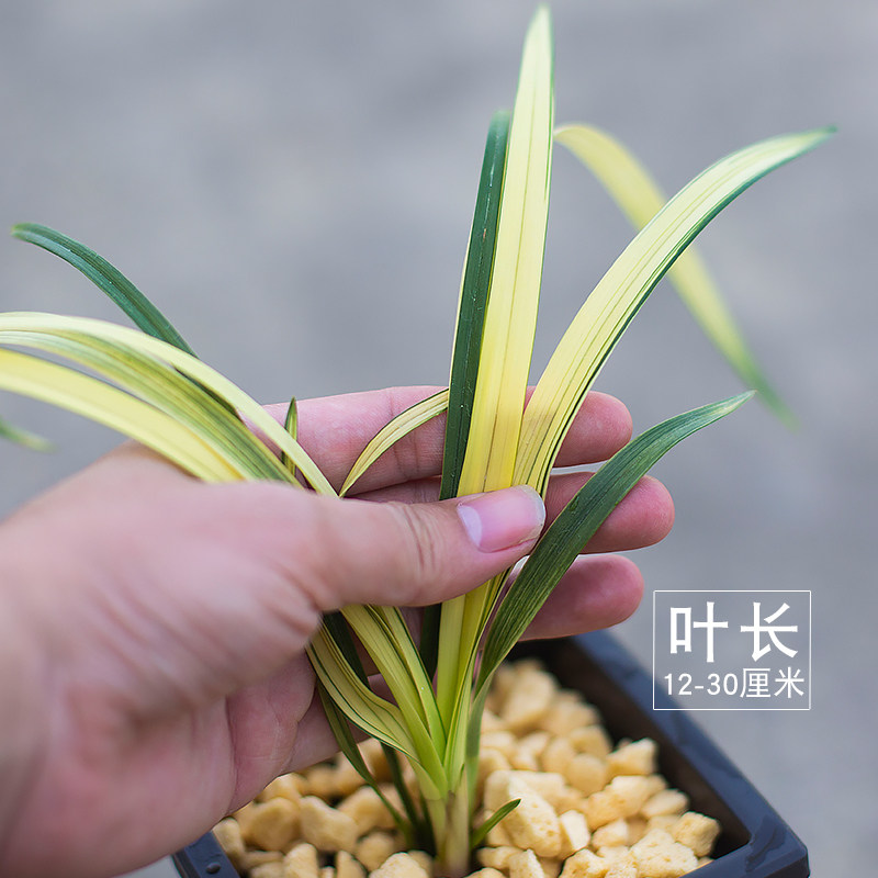 【台北中栽】金边苗花兰建兰四季兰名贵盆透花卉浓香不带花苞兰草