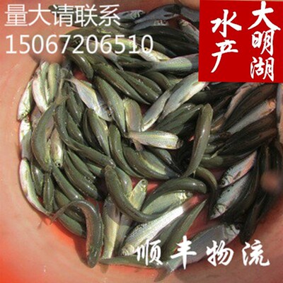 青鱼草鱼花白鲢桂鱼鲫鱼军鱼银鳕鱼鲈鱼鳊鱼苗小甲鱼各种淡水鱼苗
