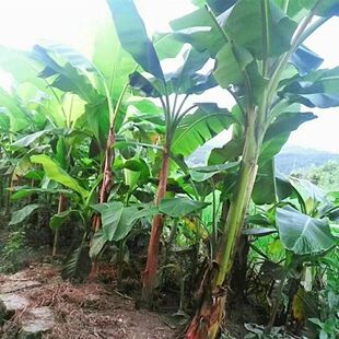 云南深山芭蕉根新鲜芭蕉头大个芭蕉树根芭蕉树头红芭蕉根包邮