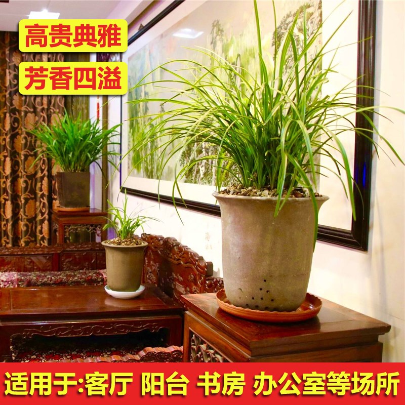 湖北浓栽型大九节兰九头兰真兰惠兰花普草带花苞名贵蕙鲜花盆香苗