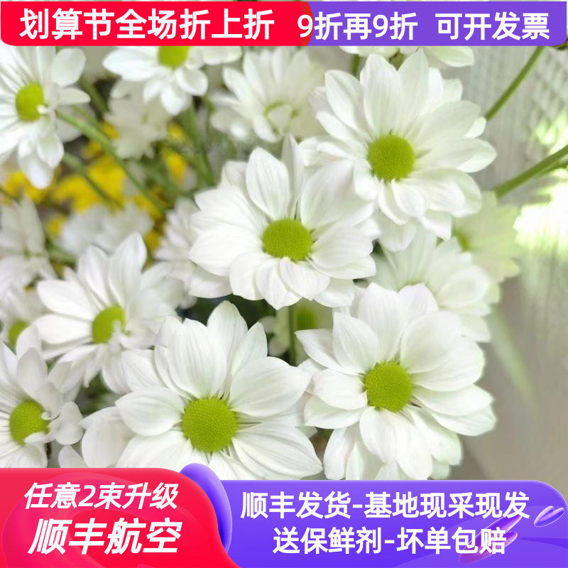 鲜切花白色三文鱼小雏菊云南昆明斗南鲜花基地直发家用清新水培
