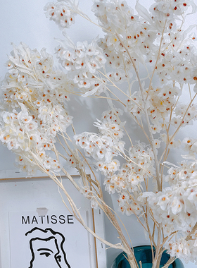 迎客豆永生花蝴蝶花白色红色干枝大扎软装陈设家居个性插花真花