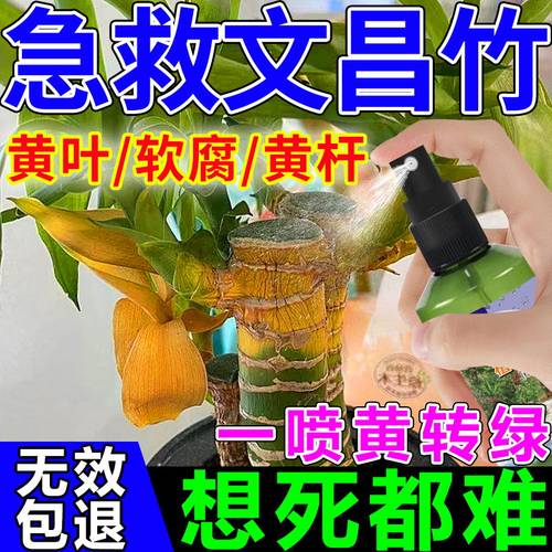 文昌竹营养液叶子干枯发黄专用肥料转运竹百合竹全植通用叶面肥料