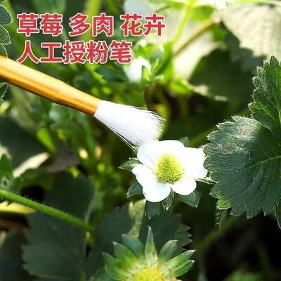 授粉器草莓多肉西红柿无花果树授粉工具花粉点花授粉刷人工授粉笔
