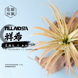 空气凤梨 祥希 艾瑞克 x 丘比特 空凤故事自杂品种 室内绿植