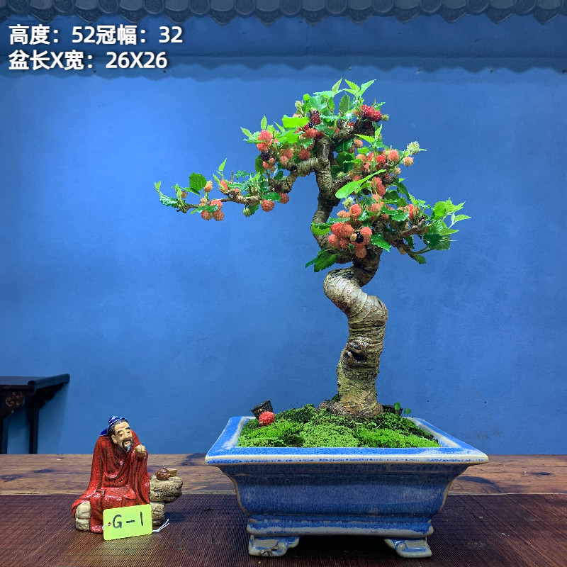 小品四季果桑苟骨火棘珍品柏椒小黄杨南天竹胡树木小珠盆景