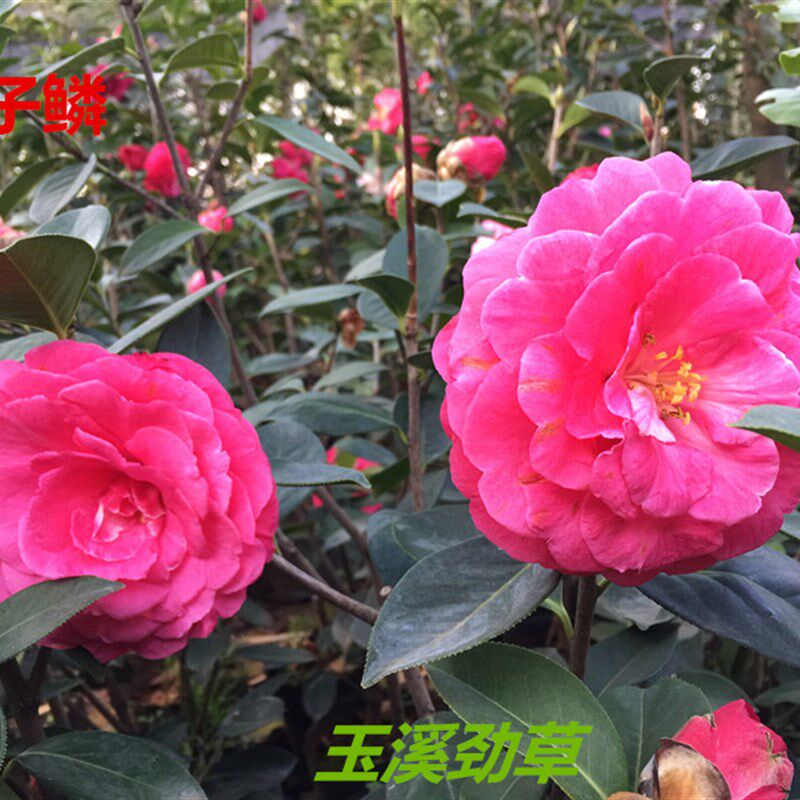 云精茶品传统名品 2年松子鳞 南花传统靠接苗