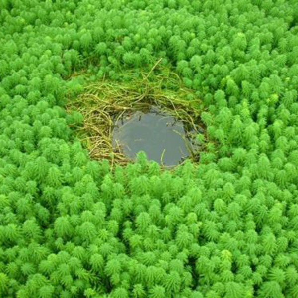 粉绿狐尾藻放放水里就会活水草大聚藻净化水质挺水生植物池塘水培 - 实物图