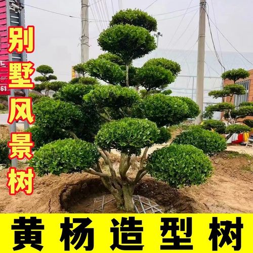 造型小叶黄杨大型精品树苗独杆庭院风景树名贵树盆景植物瓜子黄杨