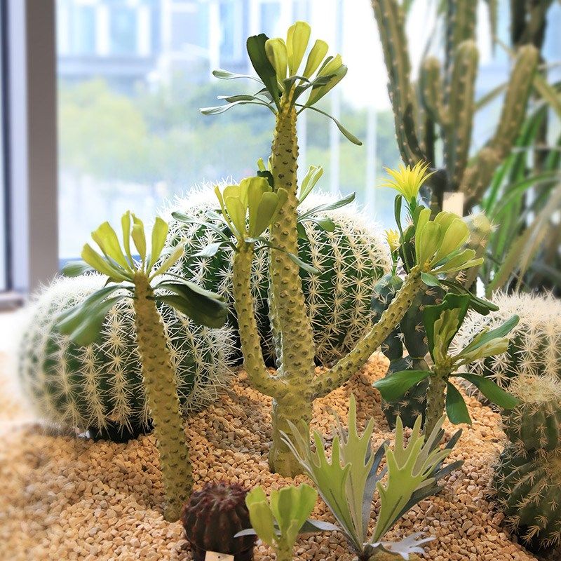 仿生霸王鞭沙室带物漠内热植沙生绿植景观造景仿真仙人掌霸王树
