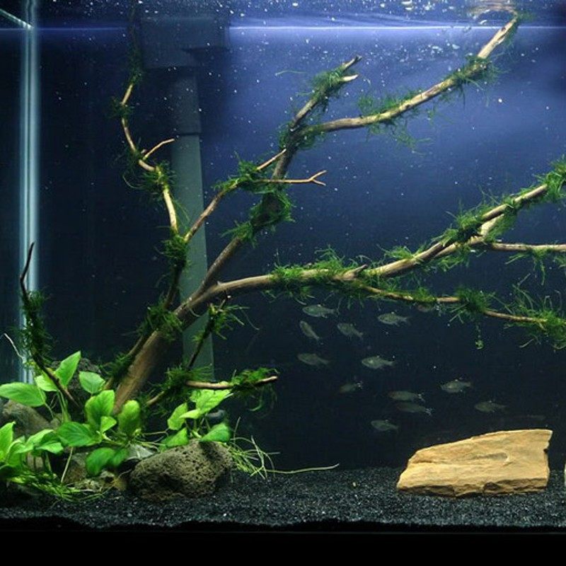 缸沙 水草泥火山沙 水泵大型鱼黑 水族箱大型假山石头