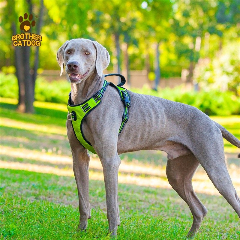 狗狗宠物胸抱婴袋牵引绳背心式抱婴袋防爆冲中型犬宠物用品柴犬抱,宠物/宠物食品及用品,狗牵引绳,淘宝优惠券,粉丝福利购,淘宝优惠卷