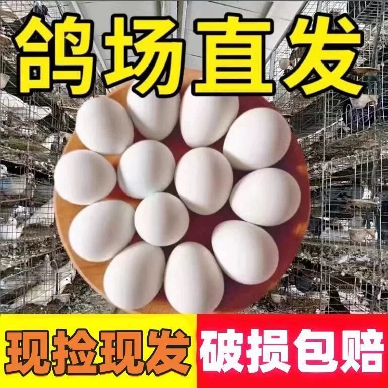 鸽子蛋新鲜30枚散养农家白鸽孕妈宝宝辅食杂粮喂养初生正宗土鸽蛋
