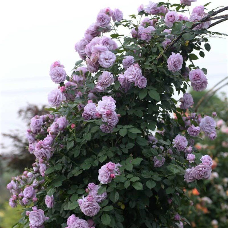 薰衣草花环藤本月季花大苗爬藤蔷薇花阳台庭院玫瑰四季开花卉玫瑰