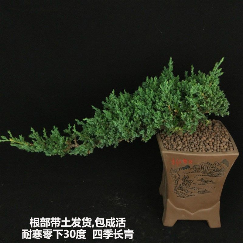 迎客松盆景造型真树地柏盆景室内外办公桌阳台景观树盆栽耐旱耐寒