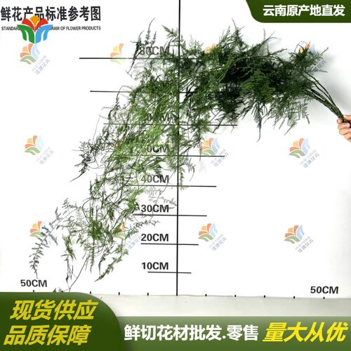 文竹鲜切枝条新鲜中式花材云南直发婚庆婚礼叶材鲜花水养插花绿植