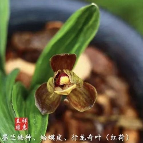 墨兰袖珍矮种带花盆兰花苗珍珠珑蛤蟆皮叶艺浓香荷瓣花