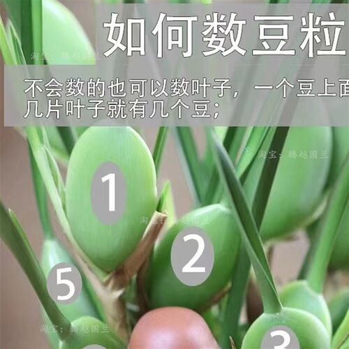 浓香兰花苗咖啡兰奶香味室内外客厅阳台好养易活绿植花卉美观趣味