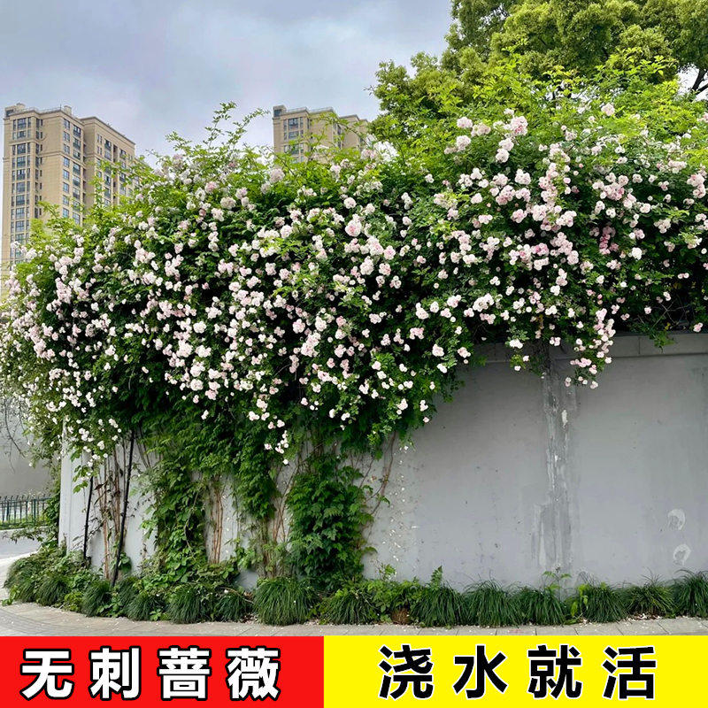 粉团蔷薇花苗老品种多花无刺藤本粉色群开爬藤花卉别墅庭院爬墙花,鲜花速递/花卉仿真/绿植园艺,月季/蔷薇/玫瑰,淘宝优惠券,粉丝福利购,淘宝优惠卷