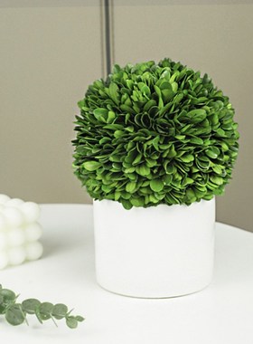 好养活花卉室内绿植桌面小盆栽客厅驱蚊植物卧室客厅装饰玄关摆件