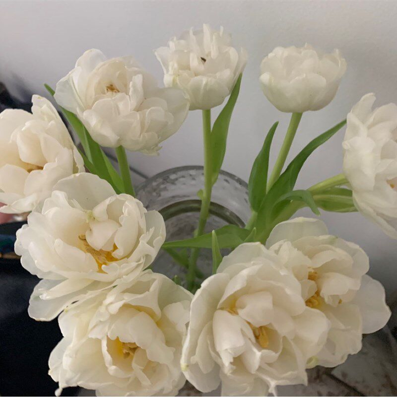 斗南fa花花雪媚娘重瓣白色郁金香鲜花家庭花瓶花艺插花送女友男友