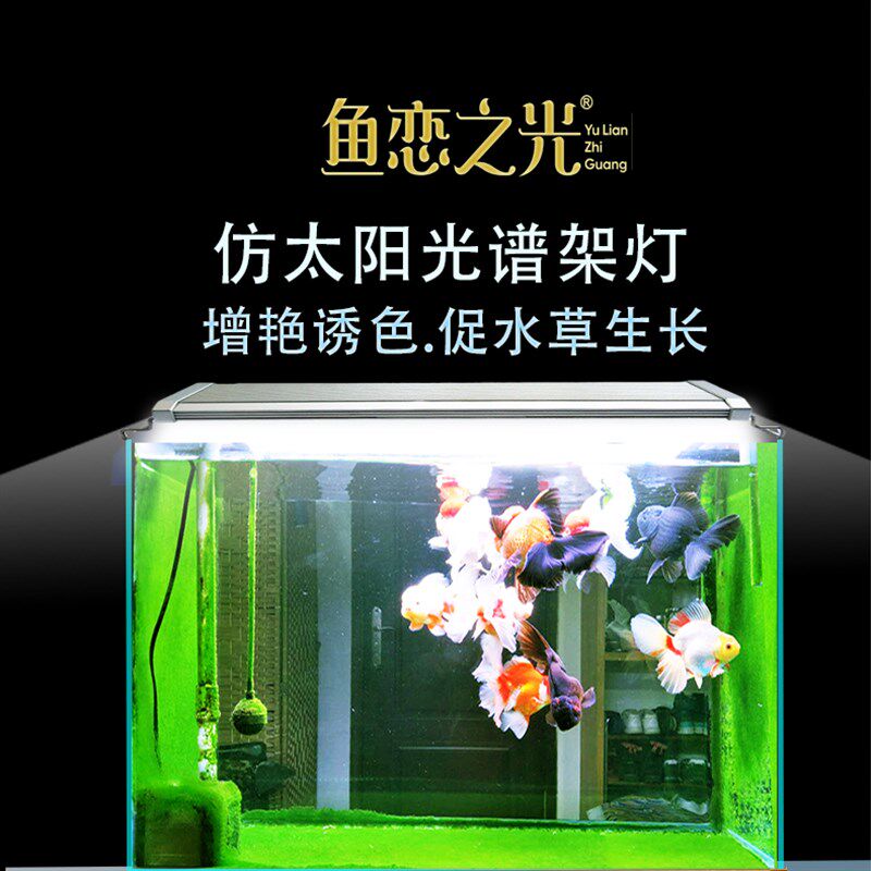 爆苔爆藻青苔水草灯锦鲤金鱼兰寿灯全光谱led小鱼缸用灯鱼恋之光
