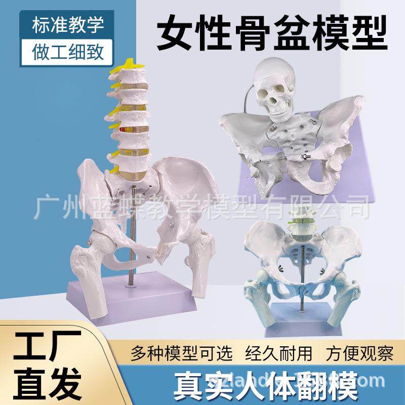 女性骨盆模型自然大骨盆关节骶骨耻骨结构造妇产科展示教学医学,文具电教/文化用品/商务用品,教学标本/模型,淘宝优惠券,粉丝福利购,淘宝优惠卷