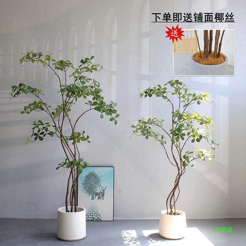 造型叶树橱窗酒店客厅绿植落地茶室物榄仁铺禅意装饰落地