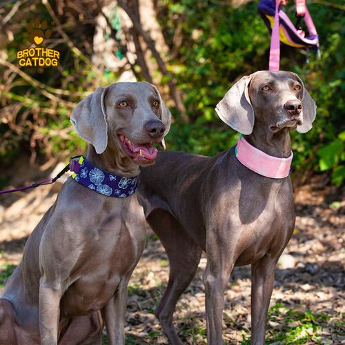 狗项圈围脖牵引绳小型中大型犬结实防爆冲可调节挂牌遛狗绳子