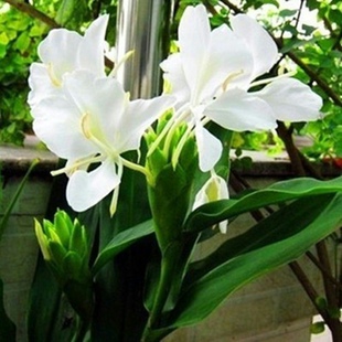 美人蕉观花植物盆栽大花美人蕉花多年生宿根草本植物园林绿化种球