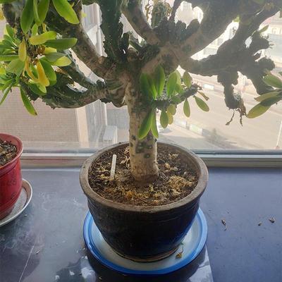 老式茶盘搪瓷老国货茶盘子托盘汤盘鱼盘大盘鸡盘水果盘花盘接水云