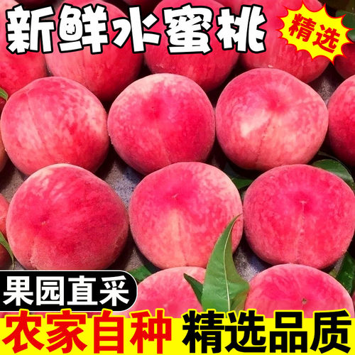 现摘头茬水蜜桃脆甜多汁新鲜桃子