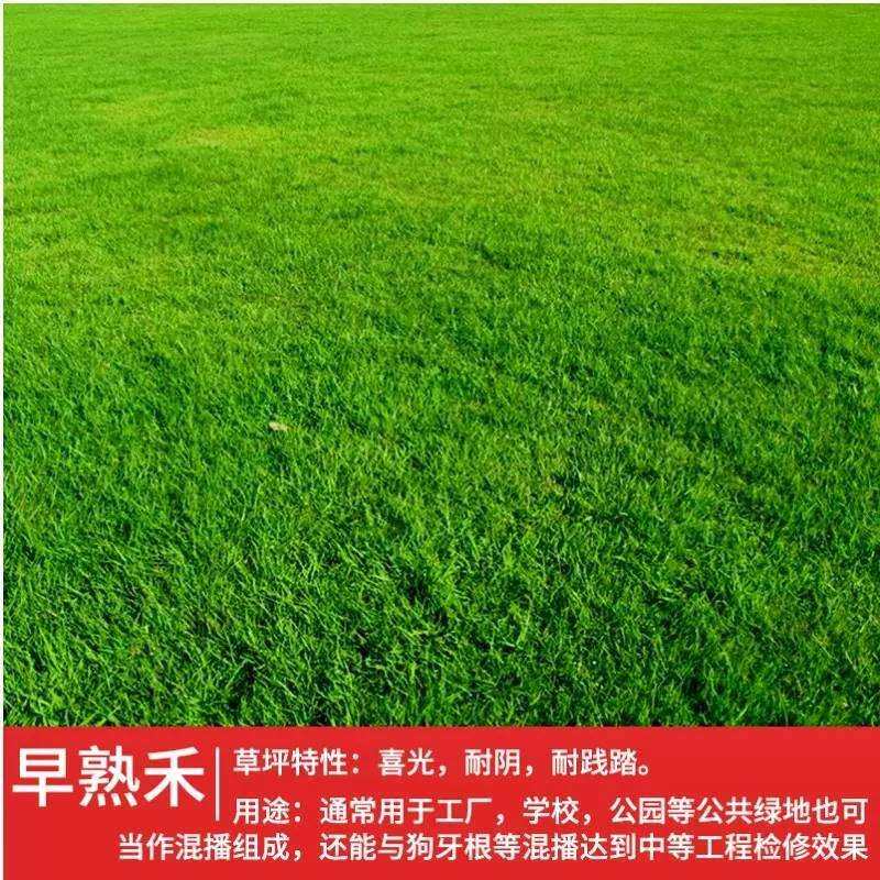 早熟禾草籽四季常青多年生易活庭院别墅绿化低矮耐践踏草坪草种籽