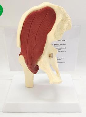 髋关节带肌肉模型 骨盆带盆肌解剖教具 人体骨骼骨架骷髅骨骸模型